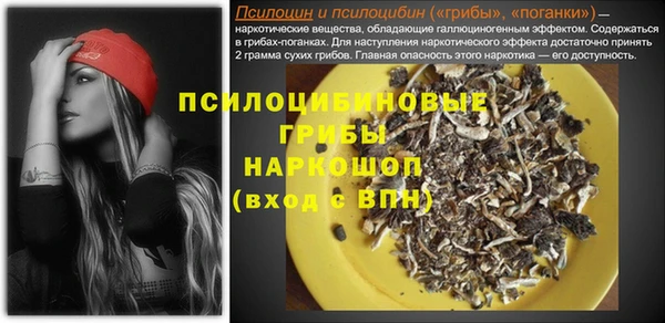 индика Ельня